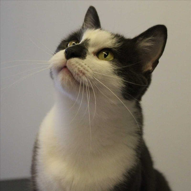 KASPER - Katze zur Adoption aus Tierheim München