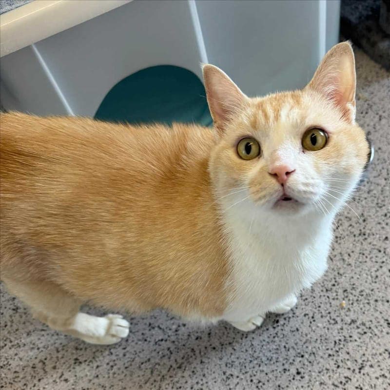 KIM - Katze zur Adoption aus Tierheim München