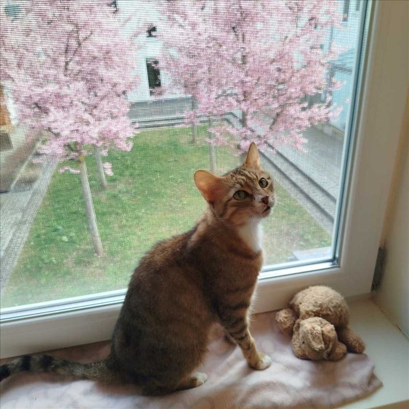 KLEIN BOBO - Katze zur Adoption aus Tierheim München