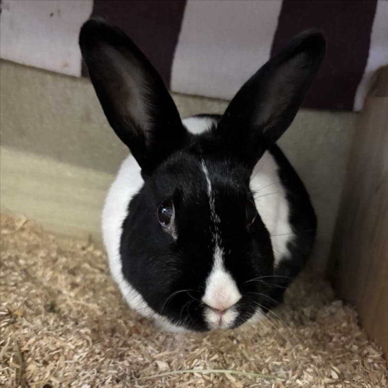 KNÖDEL - Kleintier zur Adoption aus Tierheim München