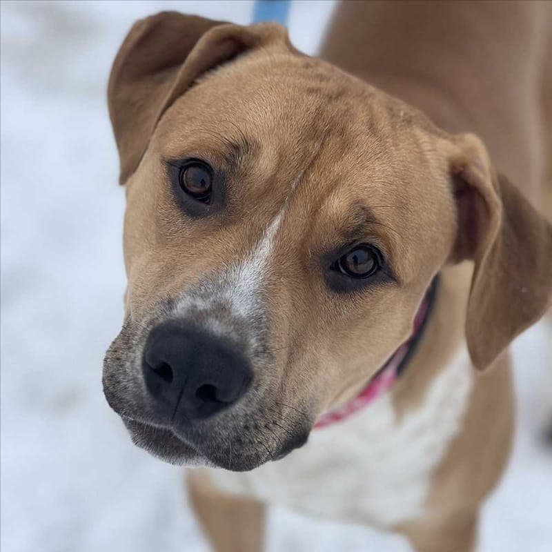 KYPT - Hund zur Adoption aus Tierheim München