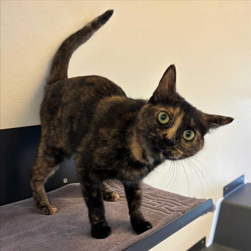 LADY - Katze zur Adoption aus Tierheim München