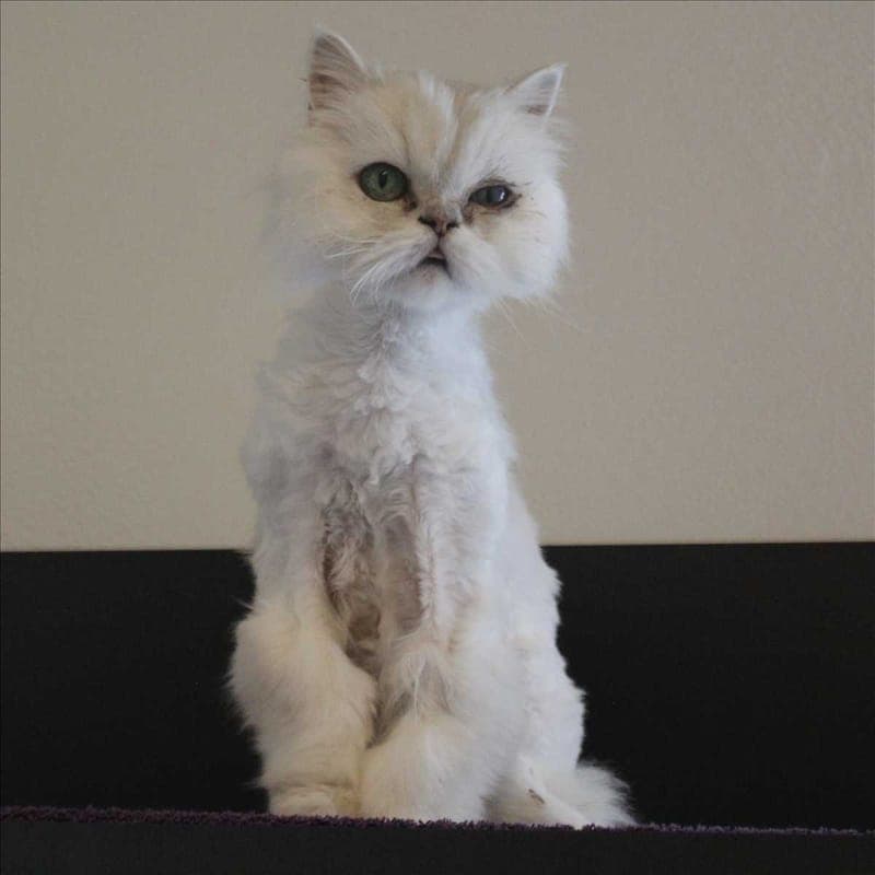 LALUNA - Katze zur Adoption aus Tierheim München