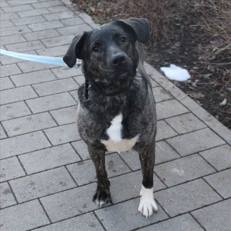 LARISSA - Hund zur Adoption aus Tierheim München