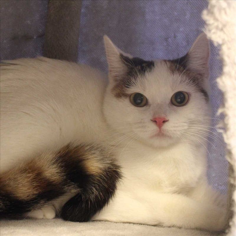 LELE - Katze zur Adoption aus Tierheim München