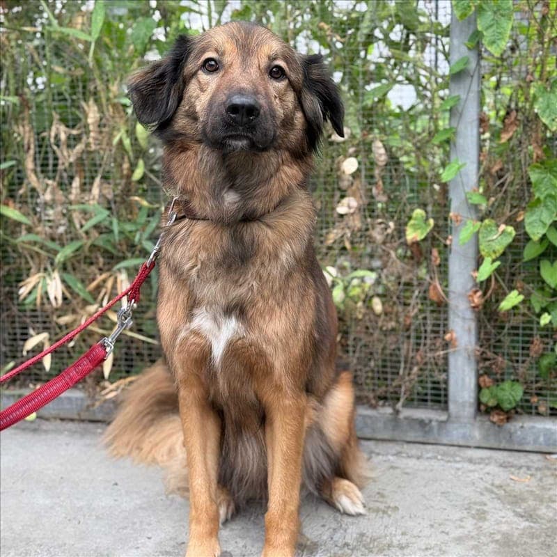 LEO - Hund zur Adoption aus Tierheim München