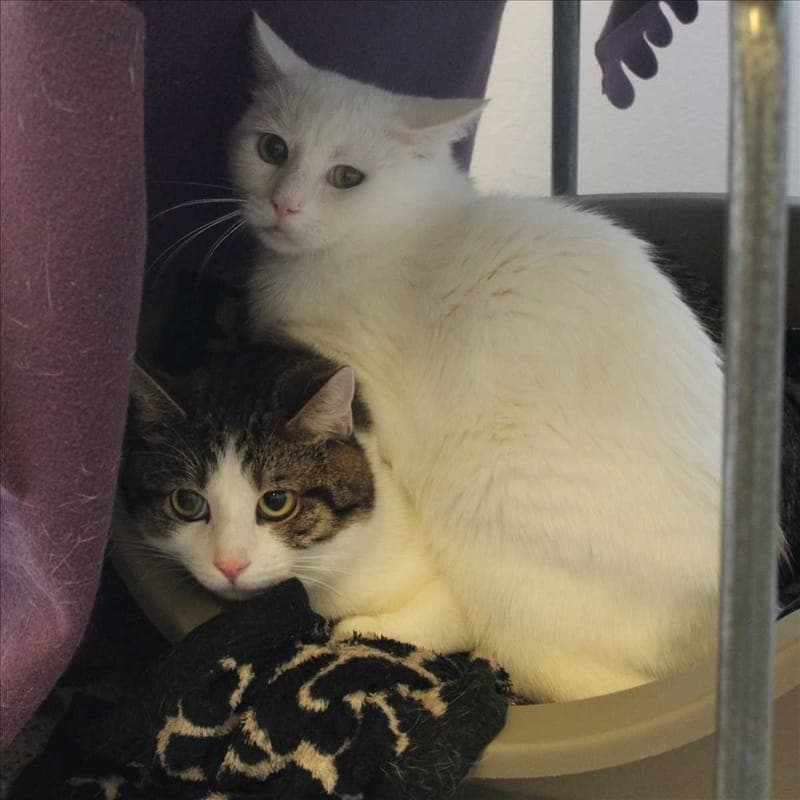 LEON - Katze zur Adoption aus Tierheim München