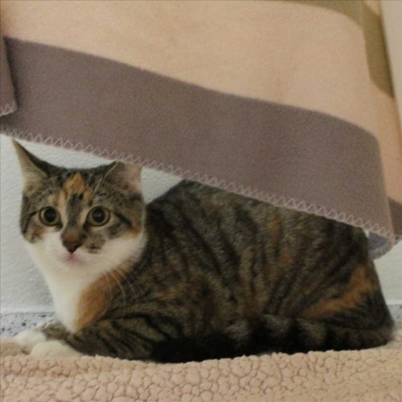 LEONIE - Katze zur Adoption aus Tierheim München