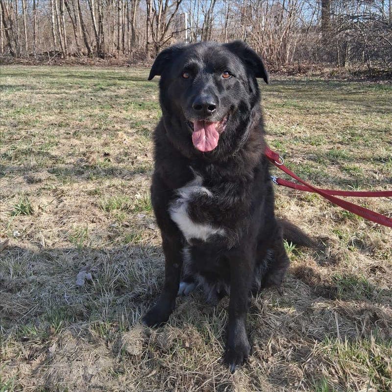 LEOPOLD - Hund zur Adoption aus Tierheim München