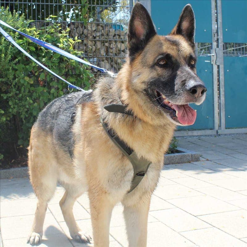 LEOPOLD - Hund zur Adoption aus Tierheim München