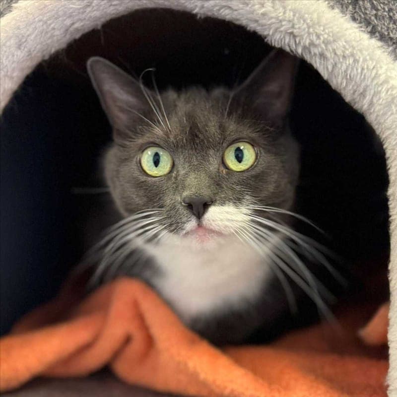 LILLI - Katze zur Adoption aus Tierheim München