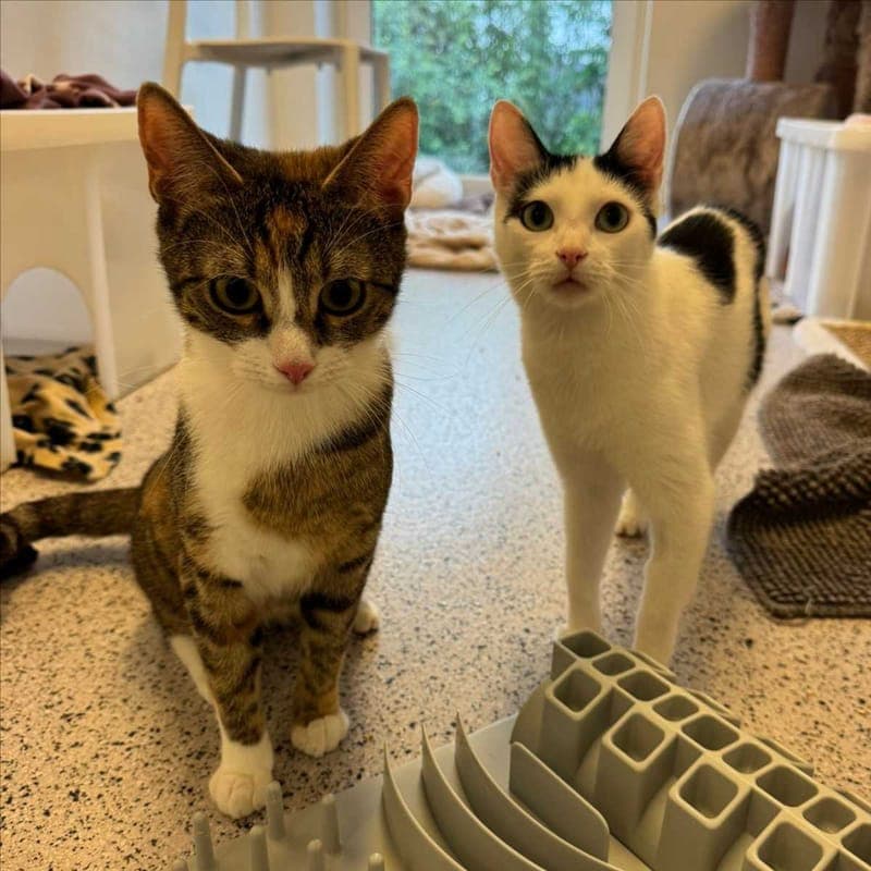 LILLI - Katze zur Adoption aus Tierheim München