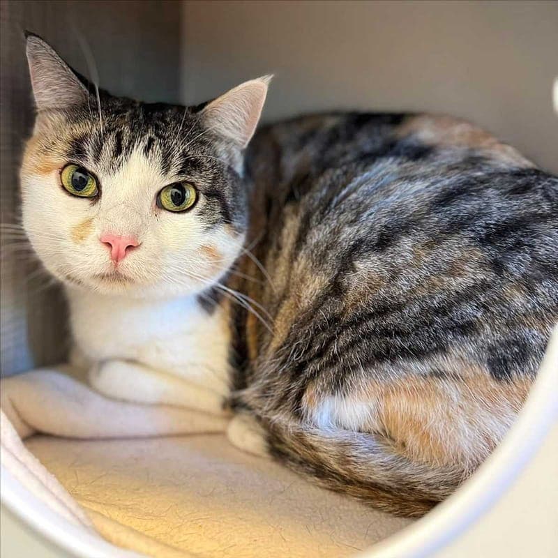 LILLY - Katze zur Adoption aus Tierheim München