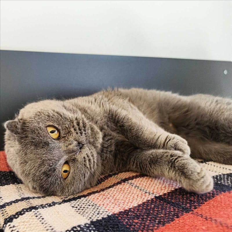 LILLYFEE - Katze zur Adoption aus Tierheim München