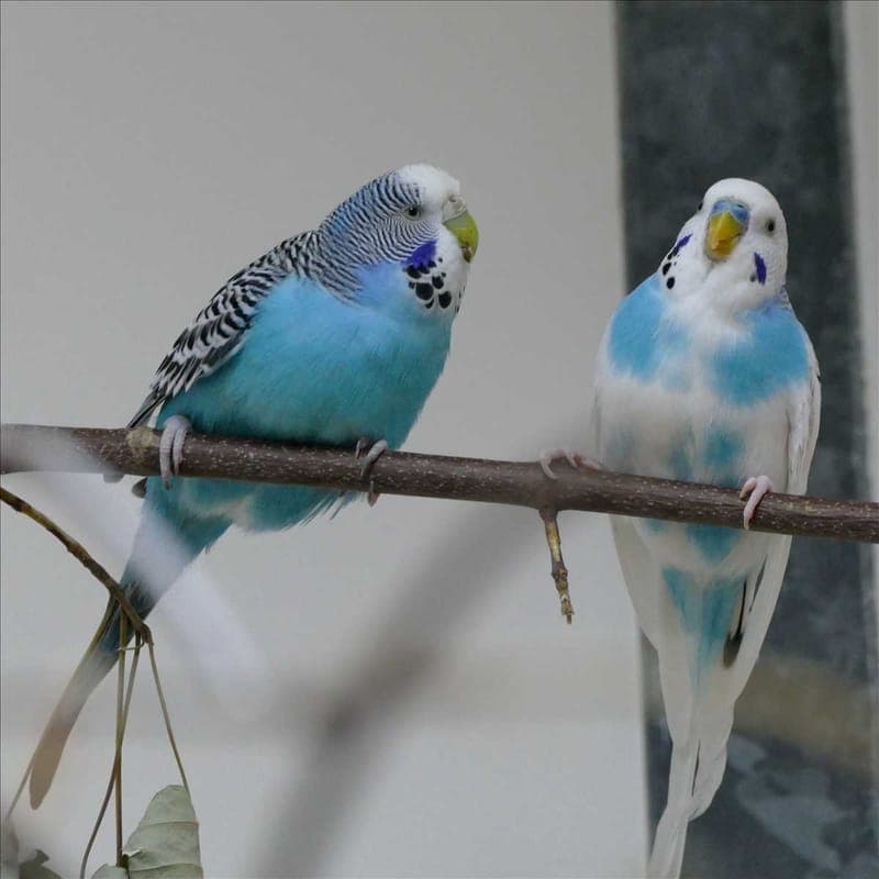 LINDA - Vogel zur Adoption aus Tierheim München