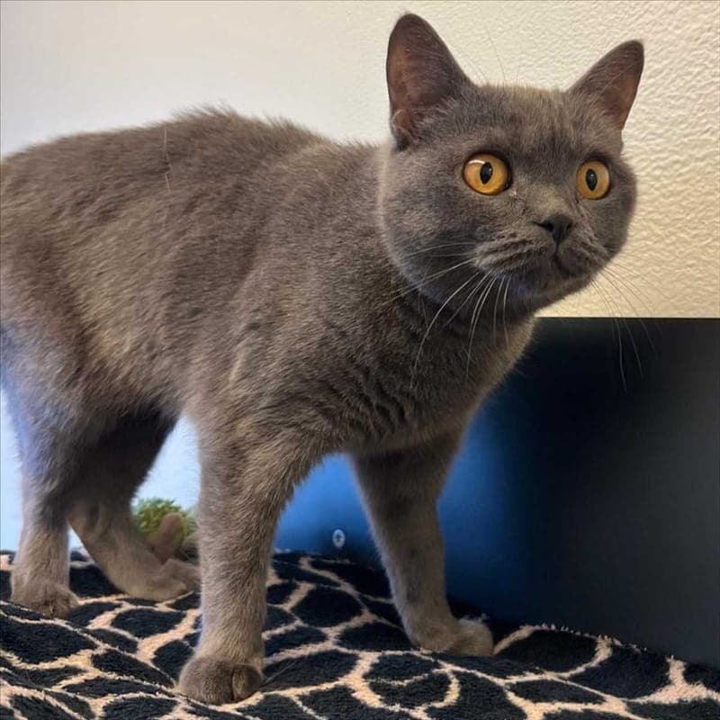 LINSERL - Katze zur Adoption aus Tierheim München