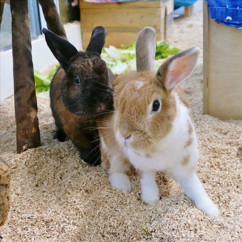 LISA - Kleintier zur Adoption aus Tierheim München