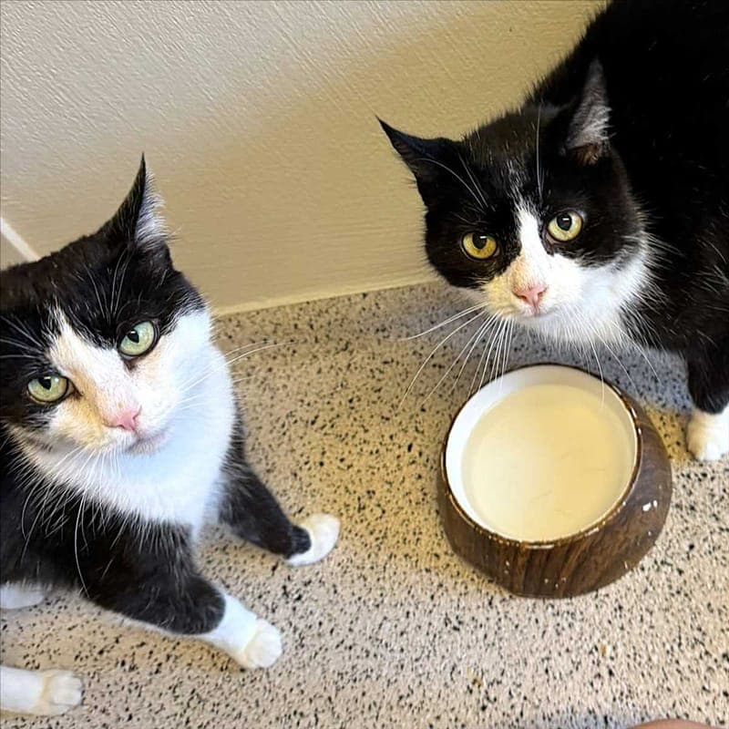 LIZ - Katze zur Adoption aus Tierheim München