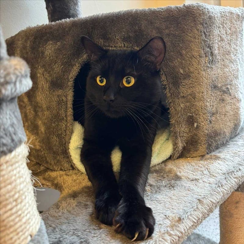 LOKI - Katze zur Adoption aus Tierheim München