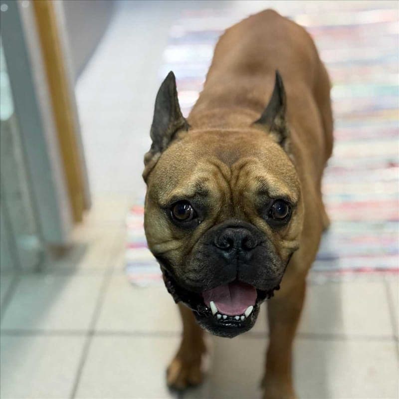 LOUIE - Hund zur Adoption aus Tierheim München