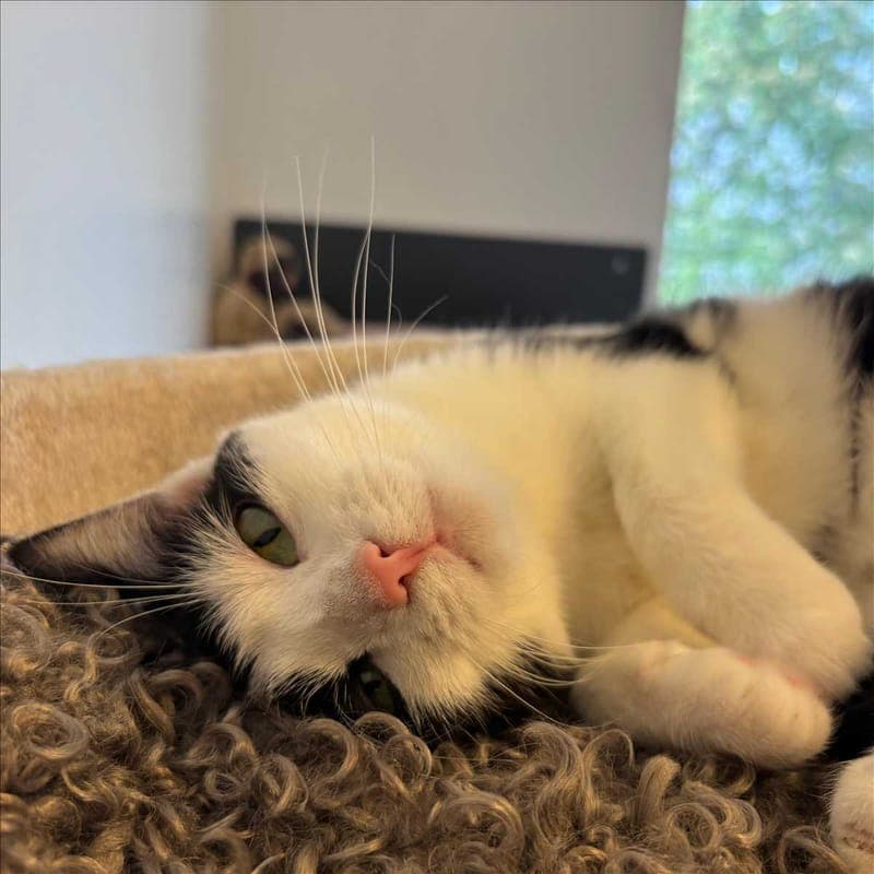 LUCIA - Katze zur Adoption aus Tierheim München