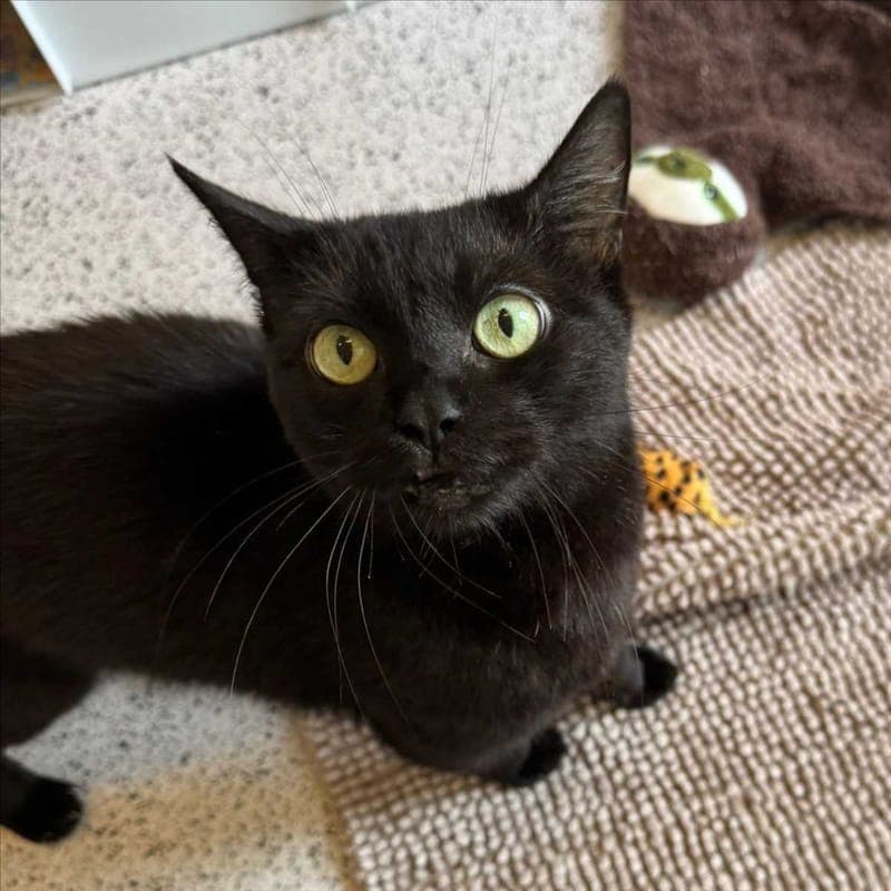 LUKE - Katze zur Adoption aus Tierheim München