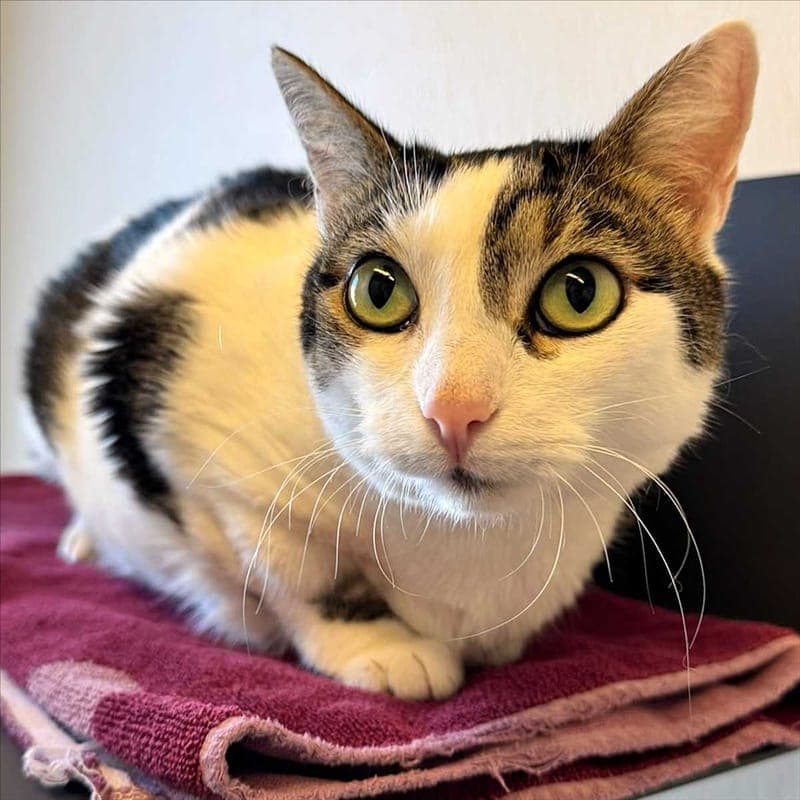 LUNA - Katze zur Adoption aus Tierheim München