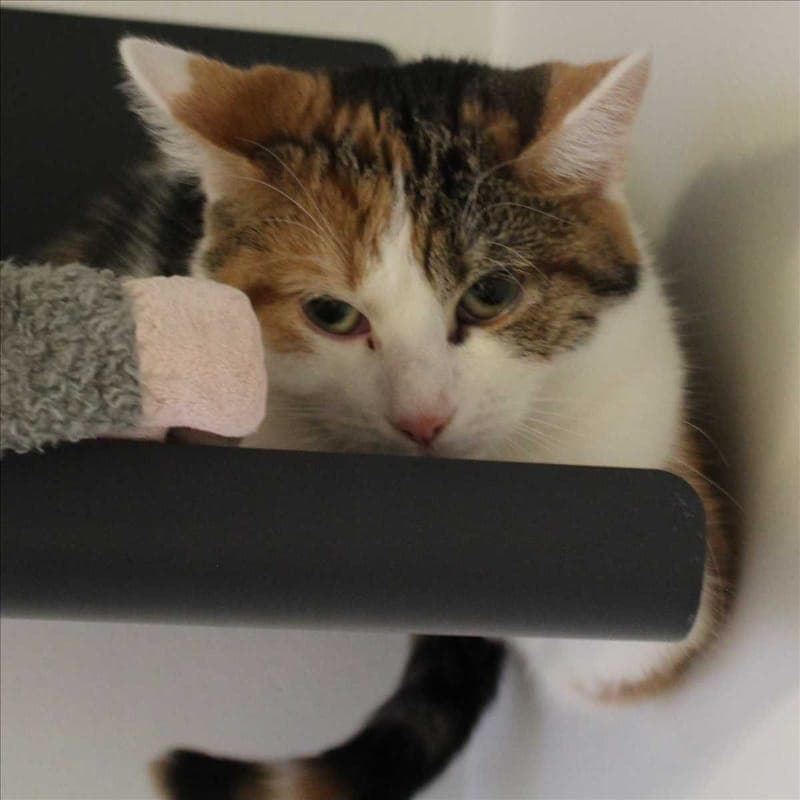 LYDIA - Katze zur Adoption aus Tierheim München