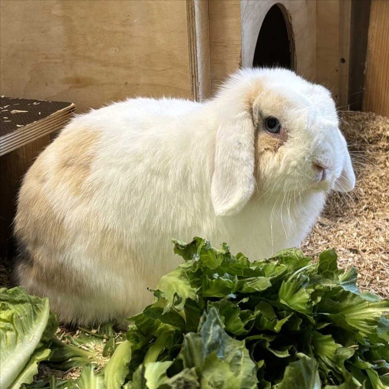 MAGNUS - Kleintier zur Adoption aus Tierheim München