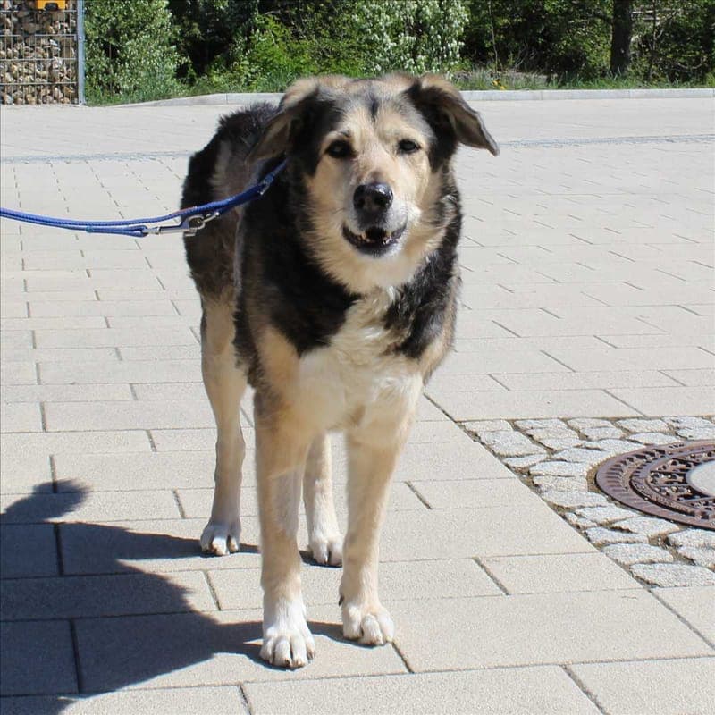 MAJA - Hund zur Adoption aus Tierheim München
