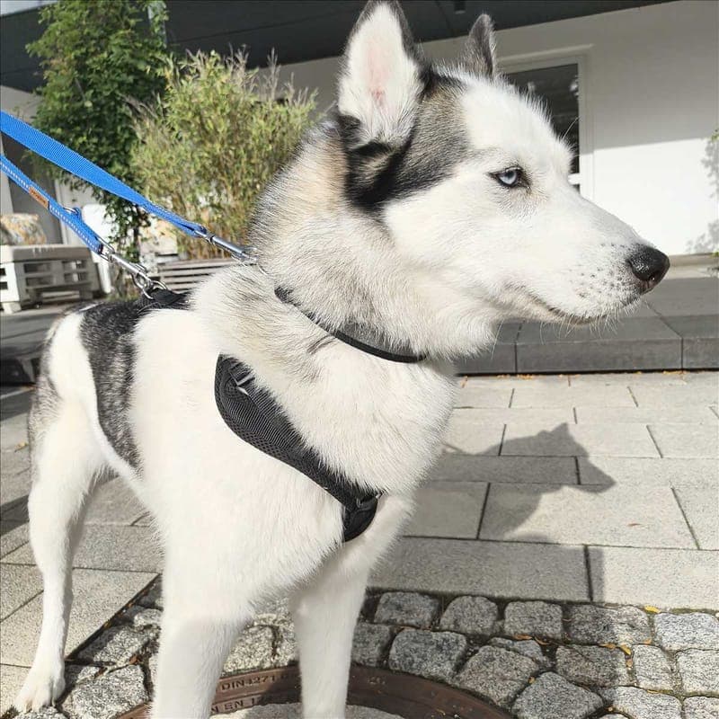MALÚ - Hund zur Adoption aus Tierheim München