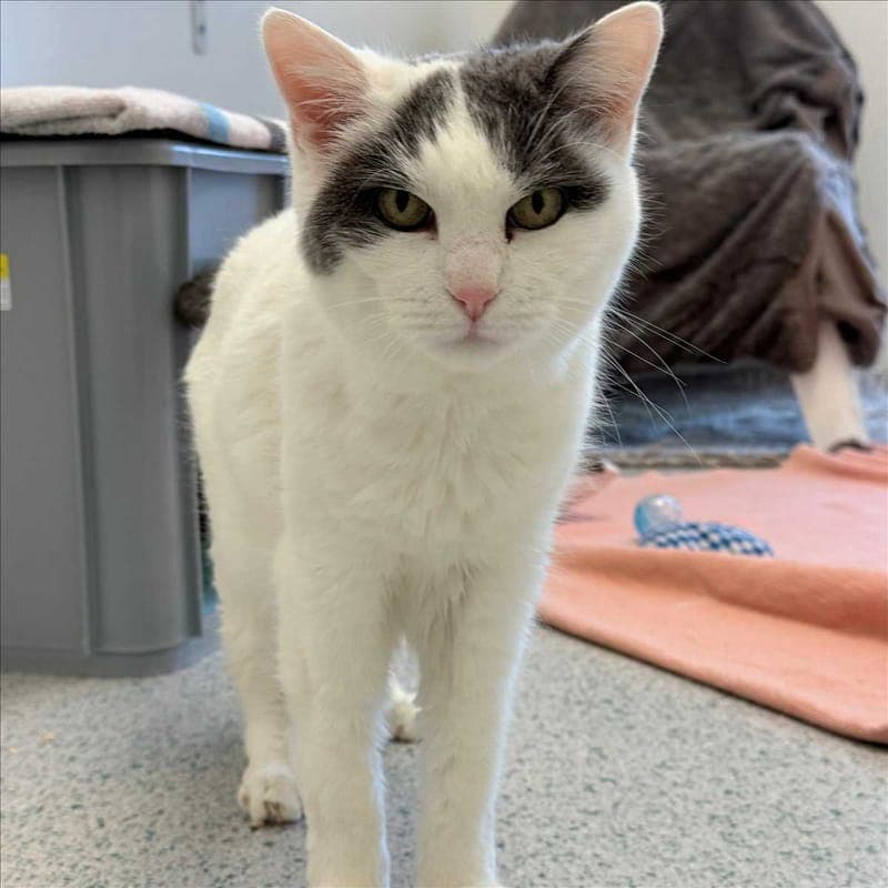 MALIKA - Katze zur Adoption aus Tierheim München