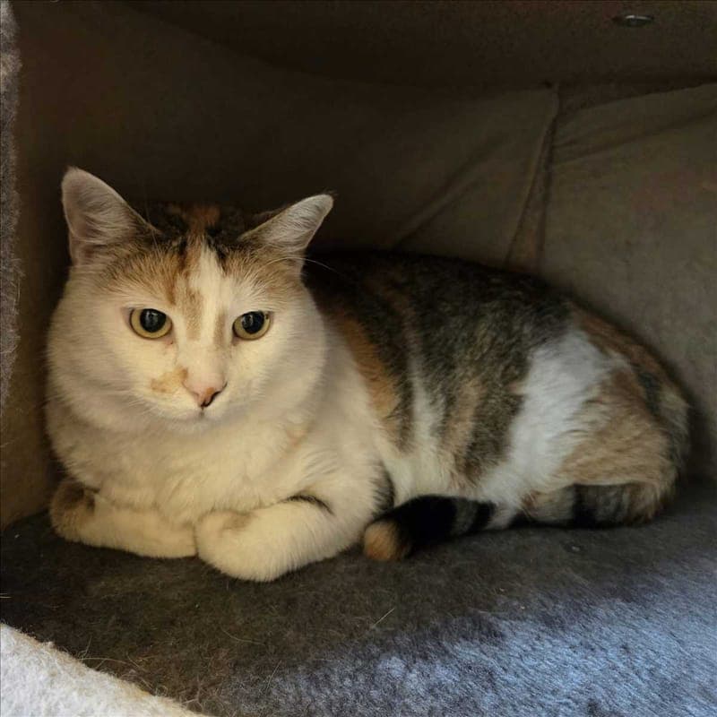 MALU - Katze zur Adoption aus Tierheim München