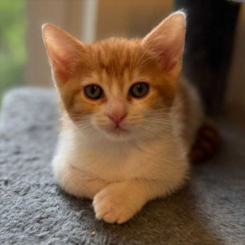 MANGO - Katze zur Adoption aus Tierheim München