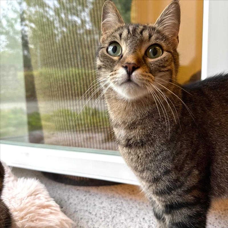 MANTI - Katze zur Adoption aus Tierheim München