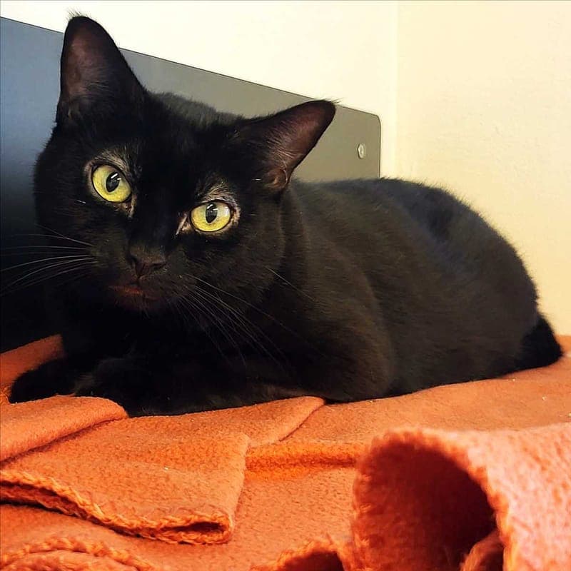 MARIECHEN - Katze zur Adoption aus Tierheim München