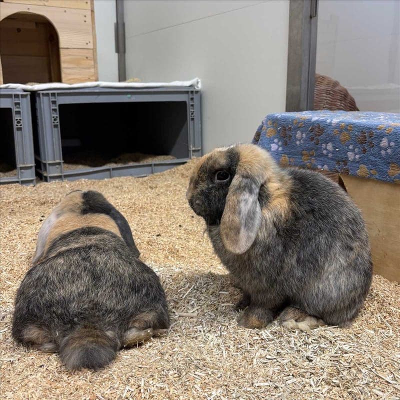 MARS - Kleintier zur Adoption aus Tierheim München