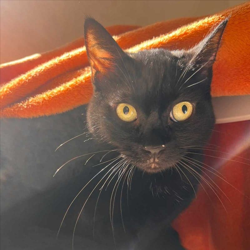 MARSIK - Katze zur Adoption aus Tierheim München