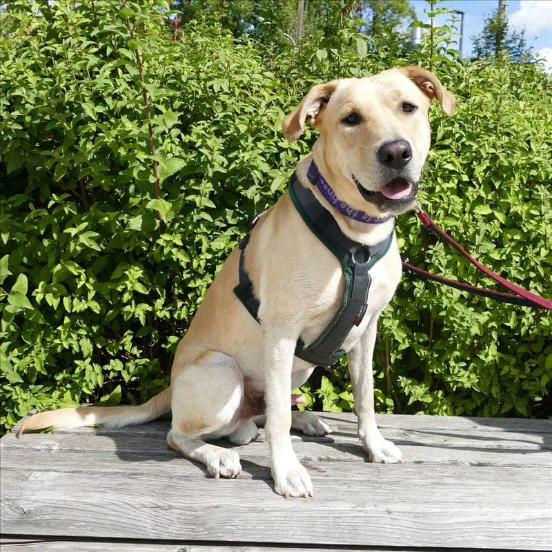 MAX - Hund zur Adoption aus Tierheim München