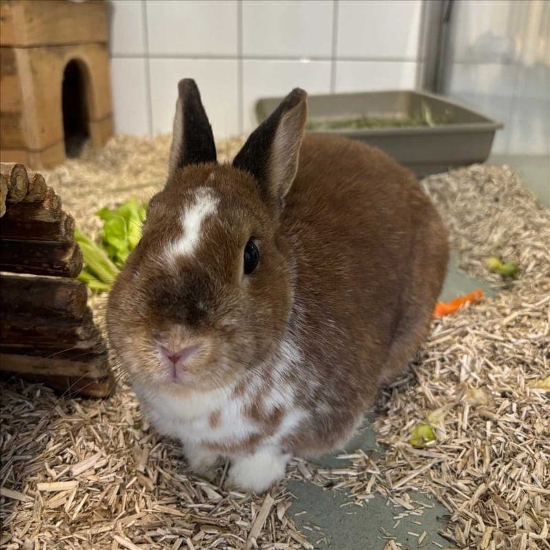 MAX MUSTERBUNNY - Kleintier zur Adoption aus Tierheim München
