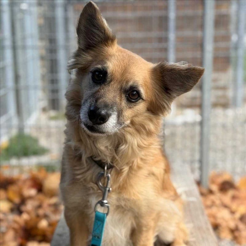 MAXI - Hund zur Adoption aus Tierheim München