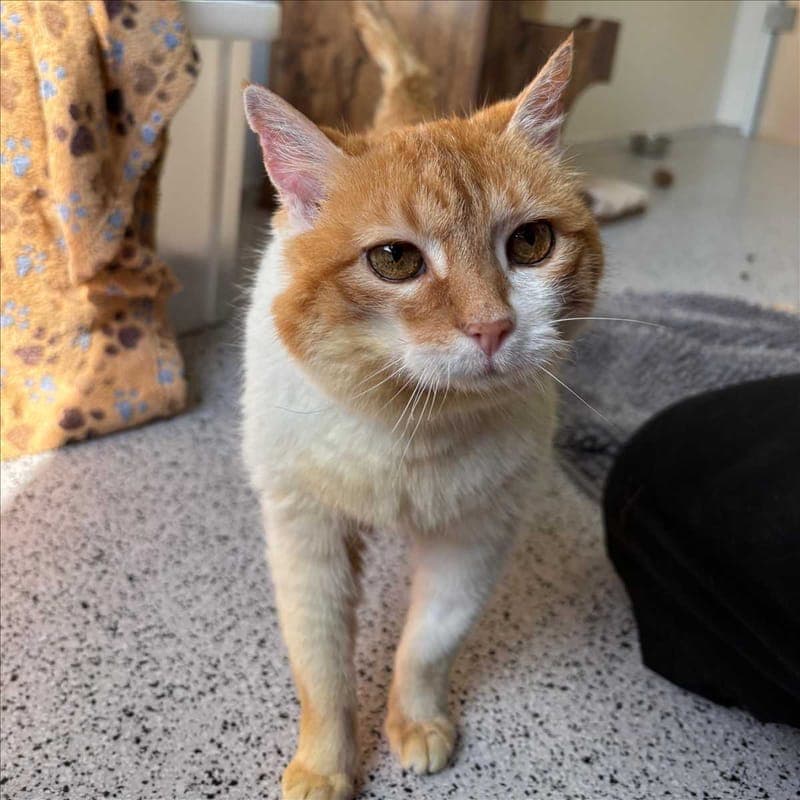 MAYA - Katze zur Adoption aus Tierheim München
