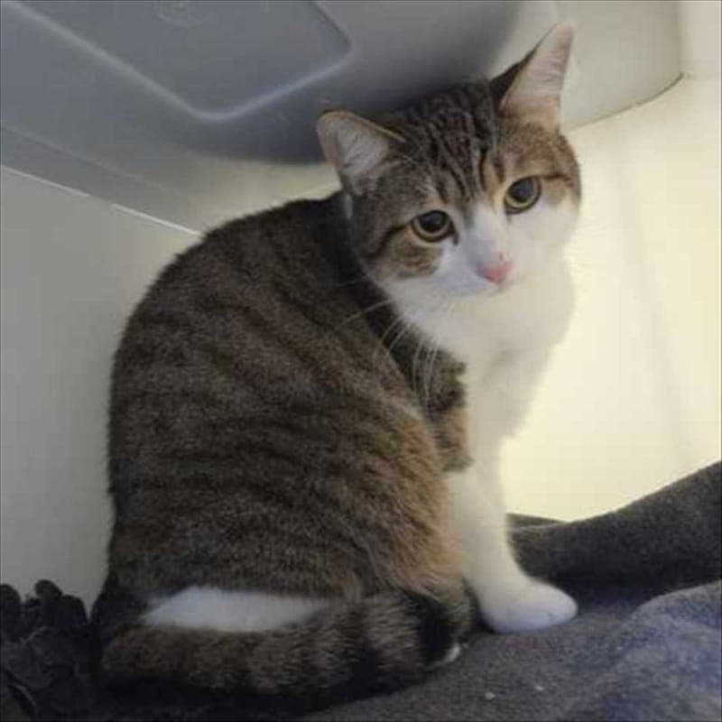 MEDINA - Katze zur Adoption aus Tierheim München