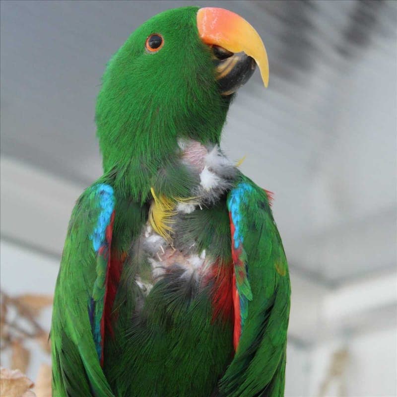 MERLIN - Vogel zur Adoption aus Tierheim München