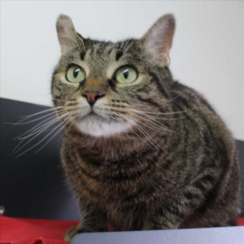 MICI - Katze zur Adoption aus Tierheim München