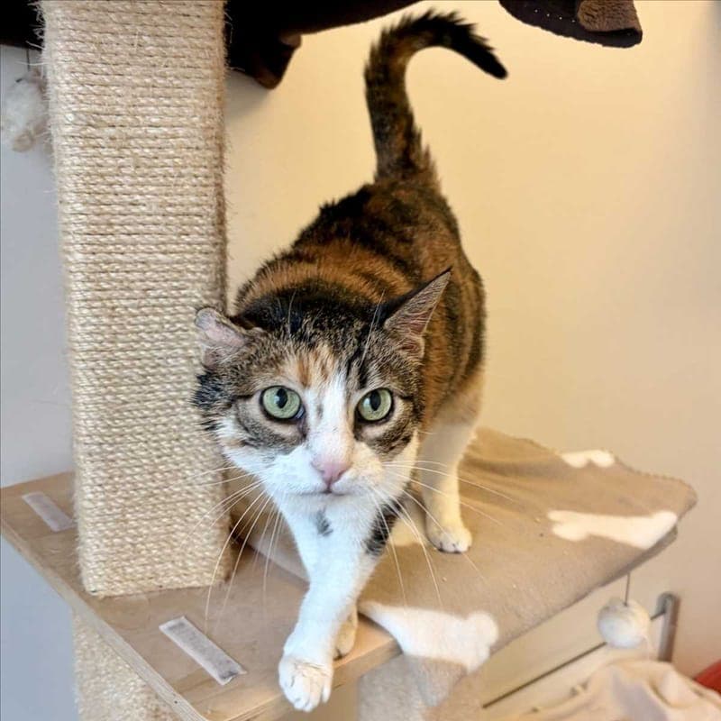 MIEZI - Katze zur Adoption aus Tierheim München