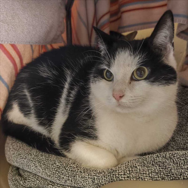 MILAN - Katze zur Adoption aus Tierheim München
