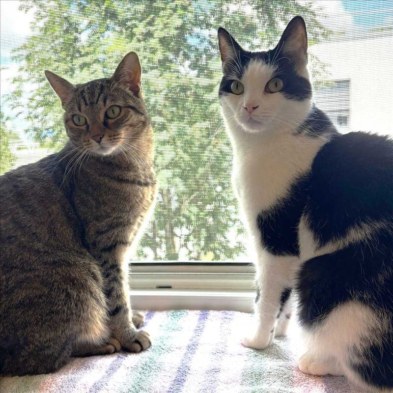 MILAN - Katze zur Adoption aus Tierheim München