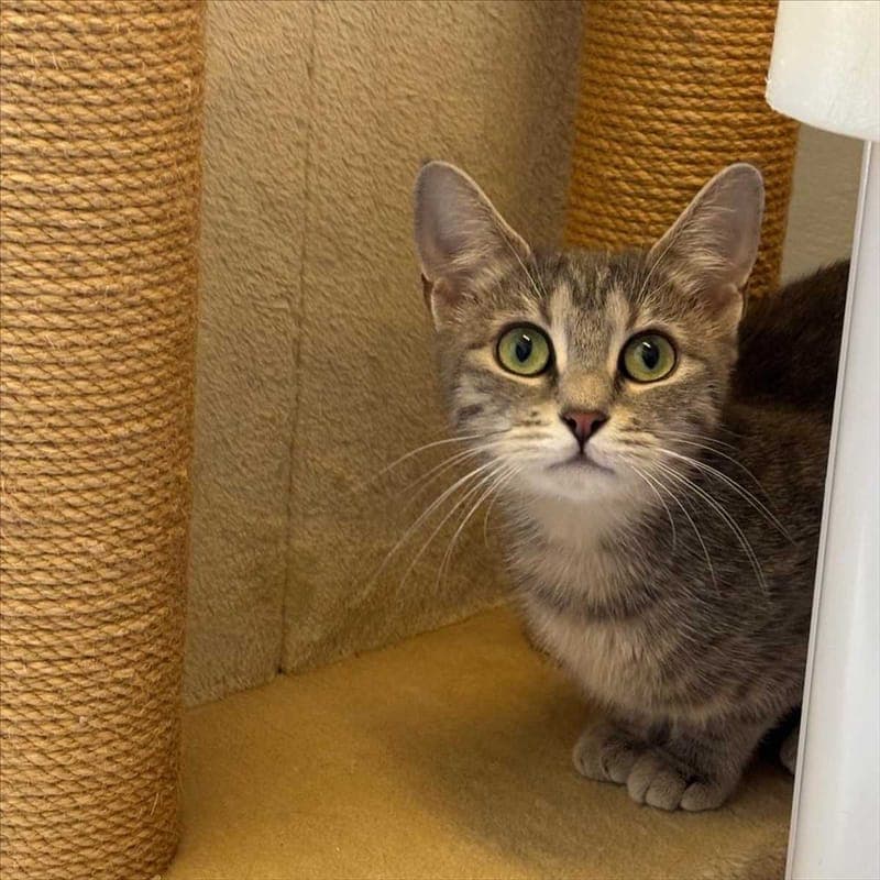 MILANESE - Katze zur Adoption aus Tierheim München