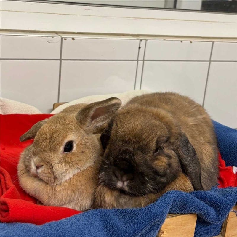 MILLI - Kleintier zur Adoption aus Tierheim München